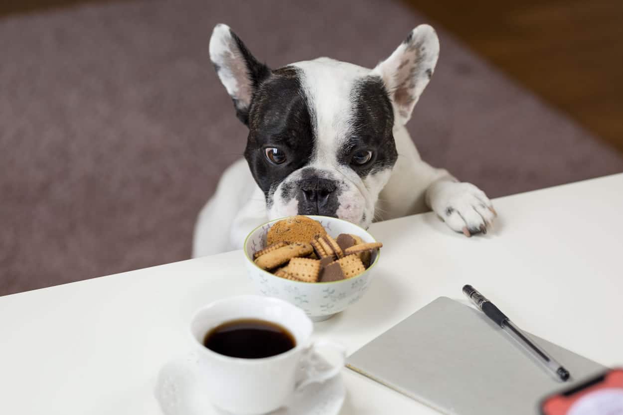 10 Common Foods Your Dog Should Never Eat K 9 Kraving 10-common-foods-your-dog-should-never-eat-k-9-kraving