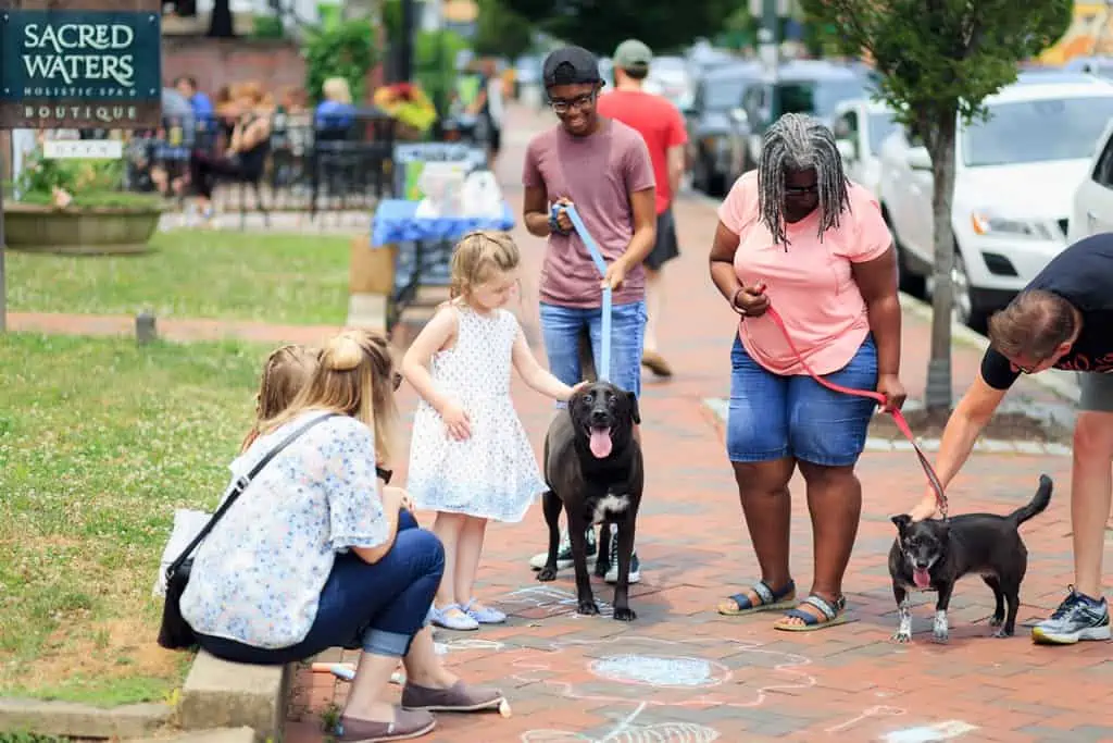 dog socialization