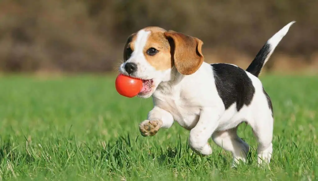 training puppy