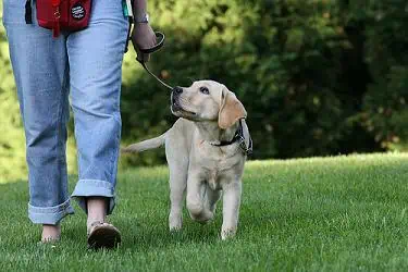 Leash Training Your Dog: Part 1