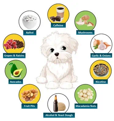 Human foods for dogs: Which foods are safe for dogs?