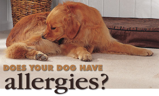 Living with Dog Allergies