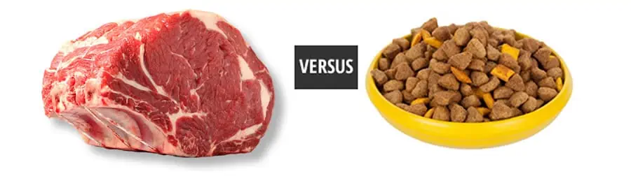 raw versus kibble