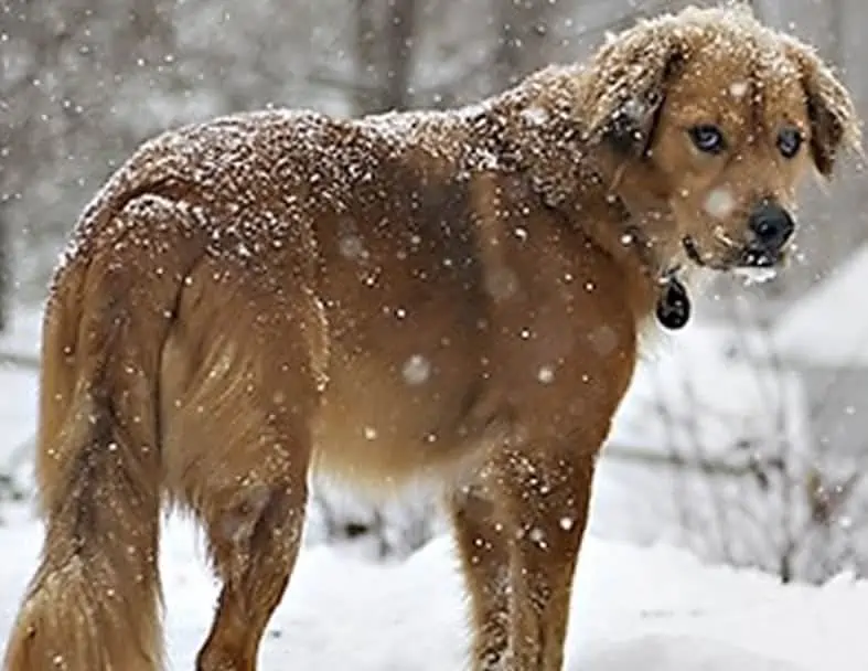 dog in snow