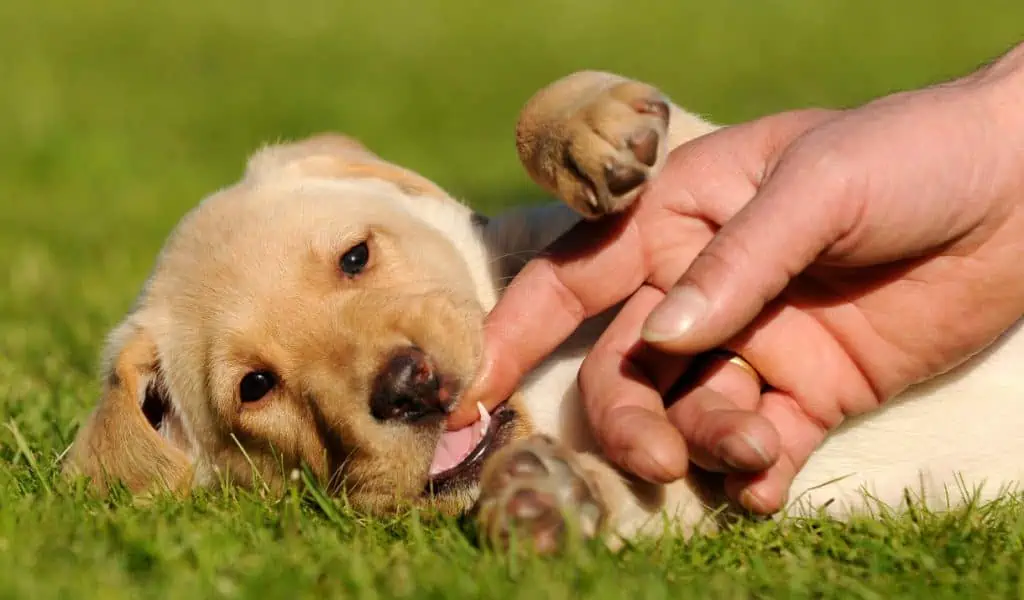 Top 5 Teething Puppies Tips