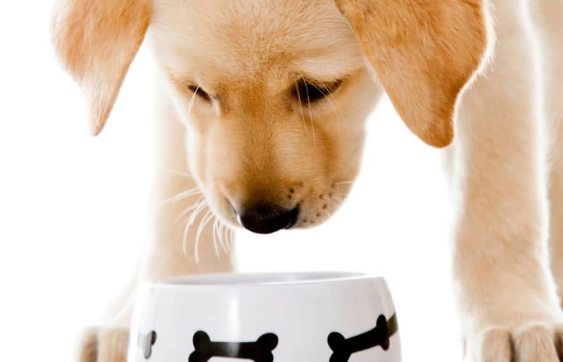 Transitioning to New Dog Food K9 Kraving